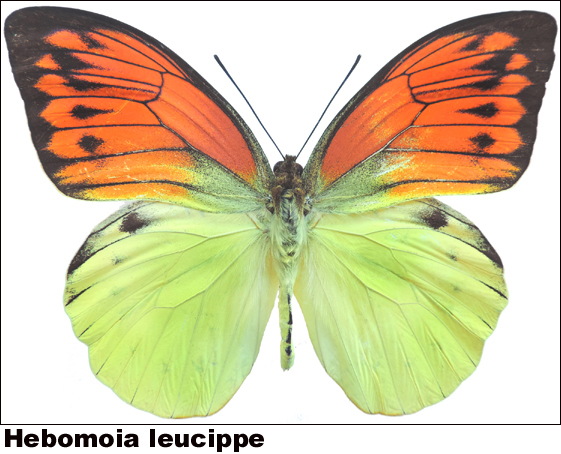 Hebomoia leucippe