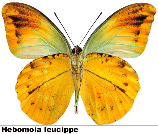 Hebomoia leucippe