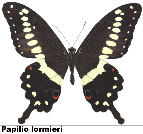 Papilio lormieri