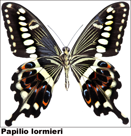 Papilio lormieri