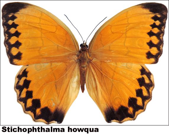 Stichophthalma howqua