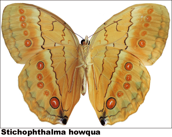 Stichophthalma howqua