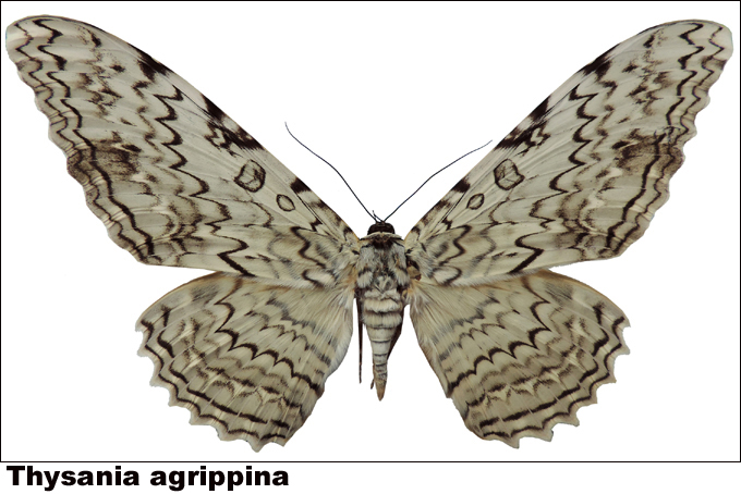 Thysania agrippina