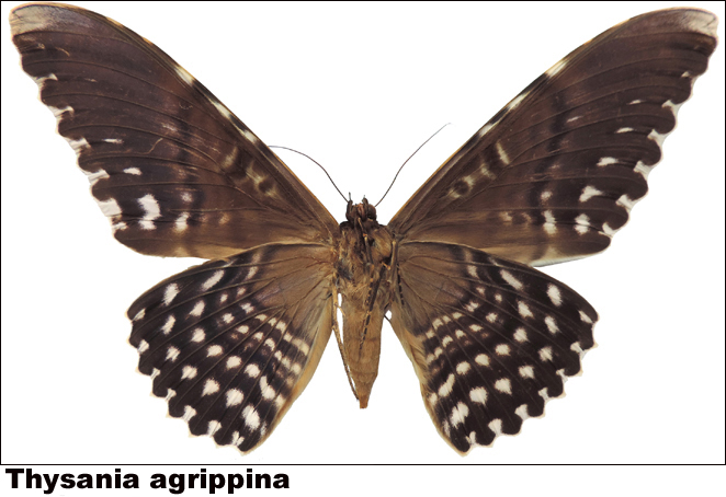 Thysania agrippina