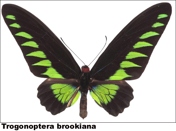 Trogonoptera brookiana