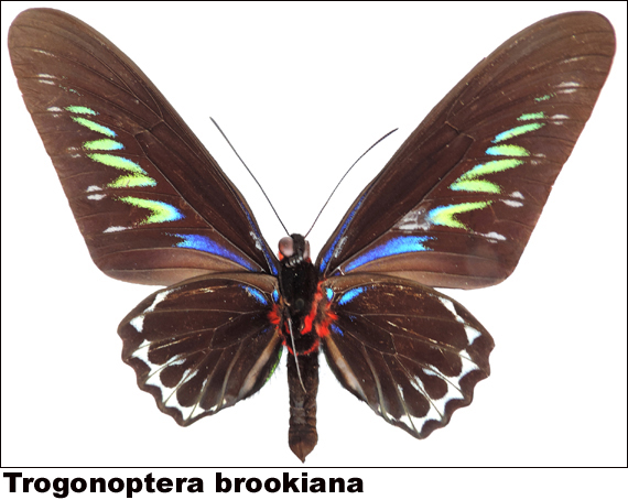 Trogonoptera brookiana