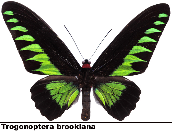 Trogonoptera brookiana