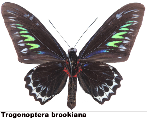 Trogonoptera brookiana