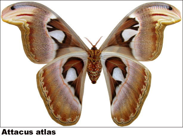 Attacus atlas