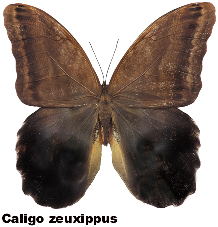 Caligo zeuxipus