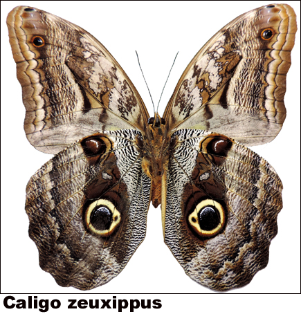 Caligo zeuxippus