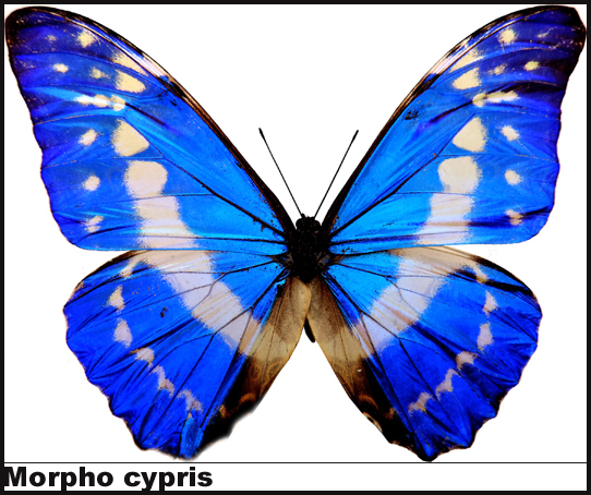 Morpho cypris