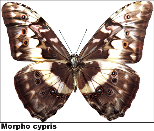 Morpho cypris