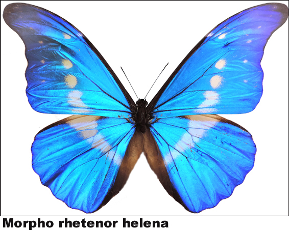 Morpho rhetenor helena