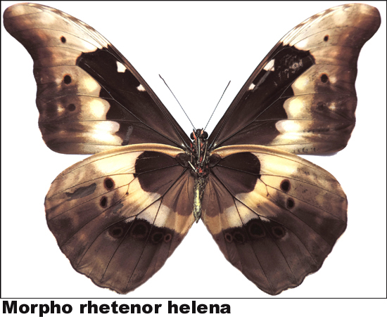 Morpho rhetenor helena