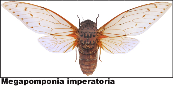 Megapomponia imperatoria