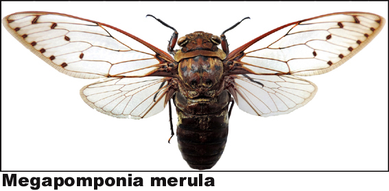 Megapomponia merula