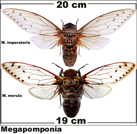 Megapomponia