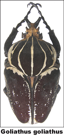 Goliathus goliathus