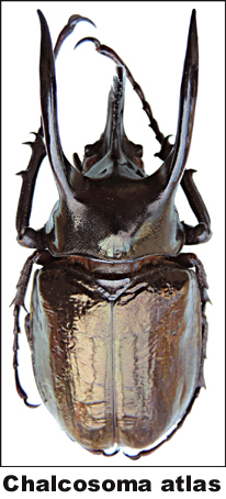 Chalcosoma atlas