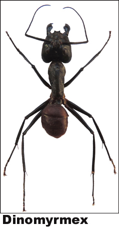 Dinomyrmex gigas