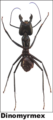 Dinomyrmex gigas