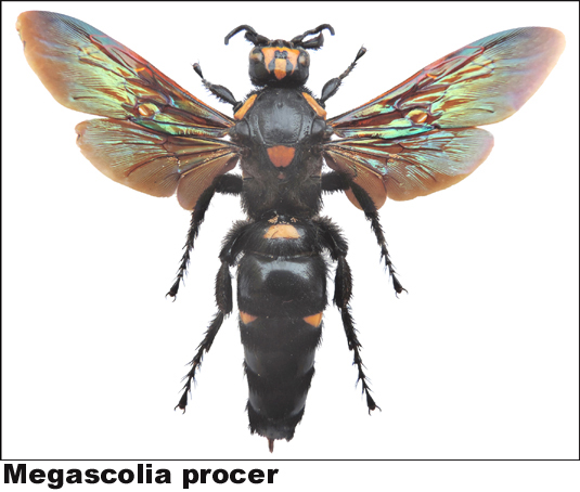 Megascolia procer