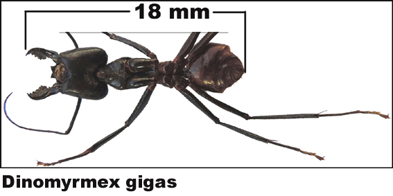 Dinomyrmex gigas