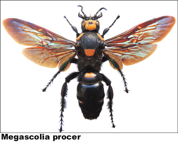 Megascolia procer