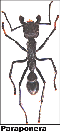 Dinomyrmex gigas