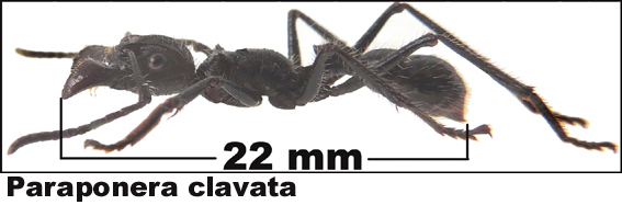 Paraponera clavata