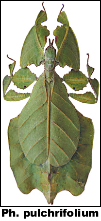 Phyllium pulchrifolium Phyllium pulchrifolium