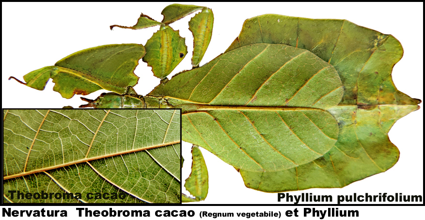 Phyllium pulchrifolium