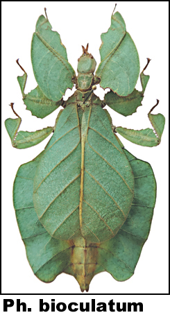 Phyllium bioculatum