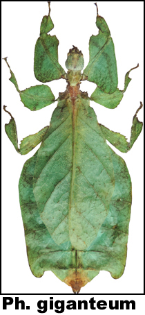 Phyllium giganteum Phyllium giganteum
