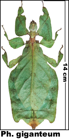 Phyllium giganteum