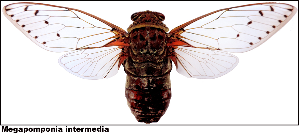 Megapomponia intermedia Megapomponia intermedia