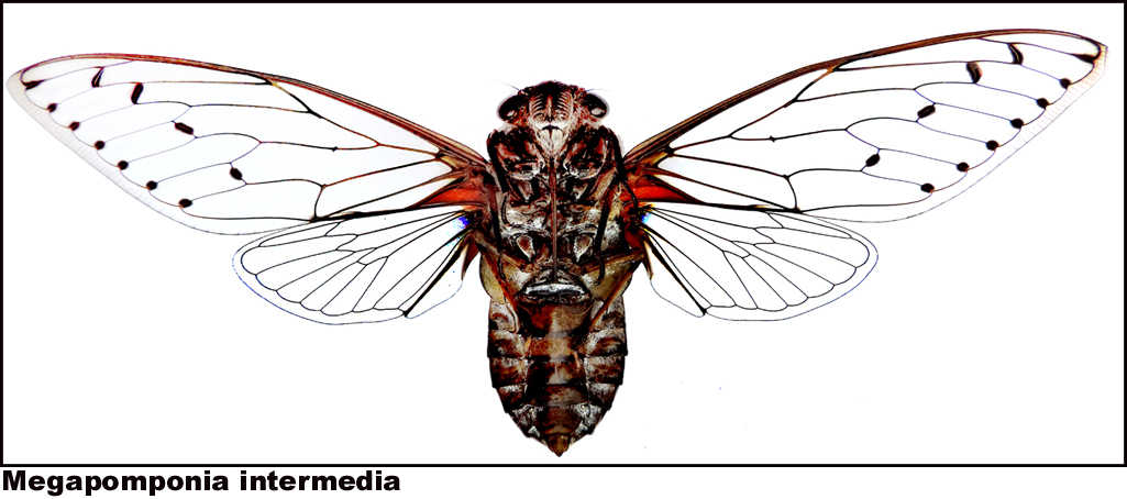 Megapomponia intermedia