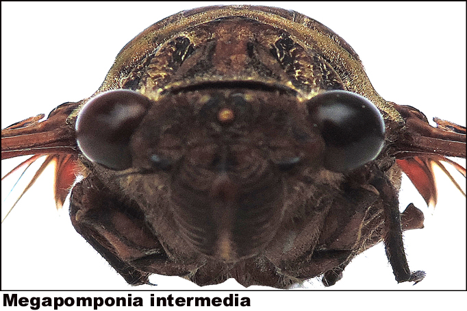 Megapomponia intermedia