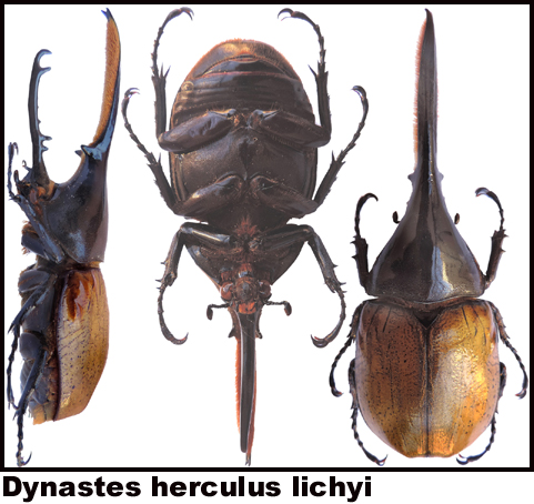 Dynastes hercules lichyi