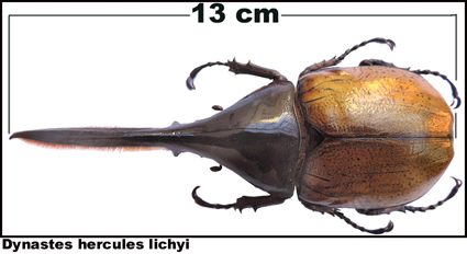 Dynastes hercules lichyi