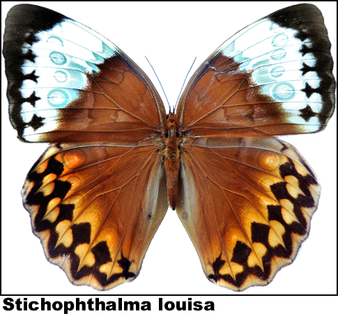 Stichophthalma louisa