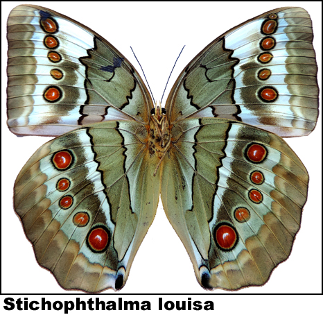 Stichophthalma louisa