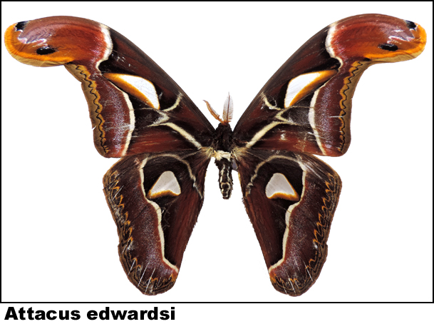 Attacus edwardsi