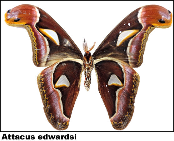 Attacus edwardsi