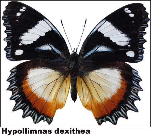 Hypollimnas dexithea