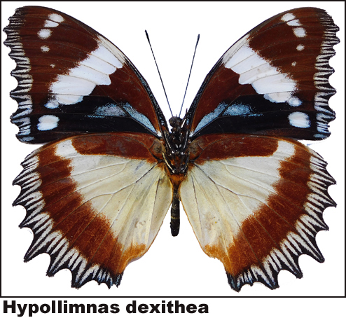 Hypollimnas dexithea