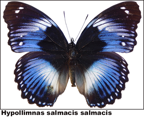 Hypollimnas salmacis