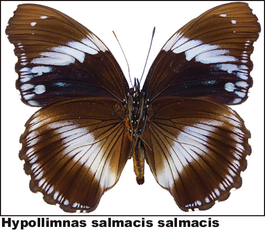 Hypollimnas salmacis