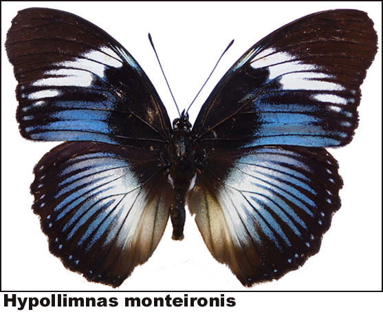 Hypollimnas monteironis